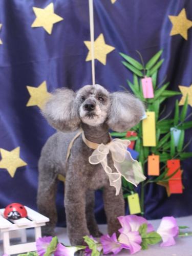 20230709さくらちゃん